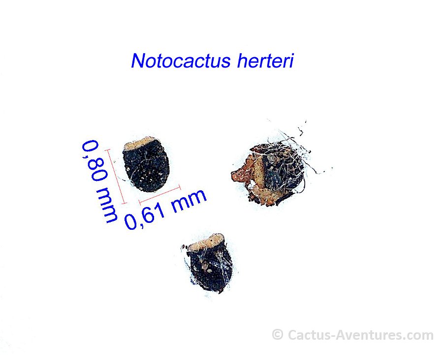Notocactus herteri PR